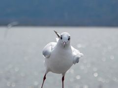 -海埂大坝