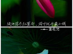 -莲花池公园