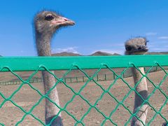 -新疆天山野生动物园