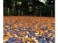 -名古屋城