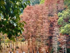 -深圳仙湖植物园
