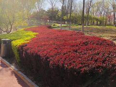 -大兴滨河森林公园