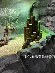 -Zoolung Zoolung动物主题公园(海信广场店)