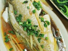 清蒸黄花鱼-聂记粤菜馆(鼓西路店)