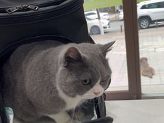 -瑞鹏宠物医院·超声·骨科·奇麟分院(蜀都万达店)