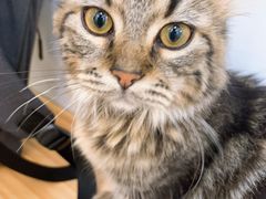 -李小姐の猫咖啡馆(五角场店)