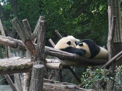 熊猫-成都大熊猫繁育研究基地