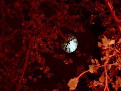 -南开大学滨海学院