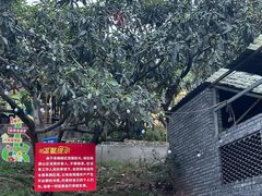-桃源山庄·水蜜桃采摘·柴火鸡·烧烤团建(龙泉山店)