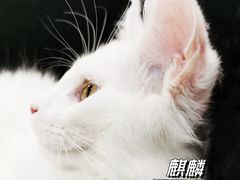 -十年猫舍·猫咪专门店(普陀店)