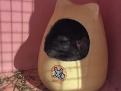 -藦茜花园宠物主题亲子互动体验馆(国顺东路店)