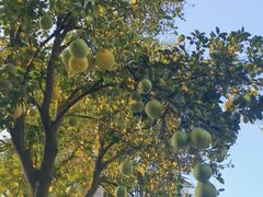 -广州市白云山风景名胜区