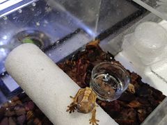 -酷以爬仙阁实体爬宠店·守宫·蜥蜴·专业繁育