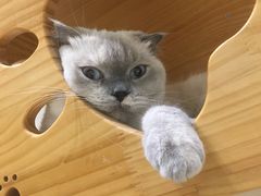 -藏猫猫咖啡主题馆(中央大道店)