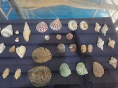 -上海海洋大学鱼文化博物馆(军工路校区)