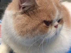 -芭比堂动物医院·24小时·眼科中心(深圳中心)