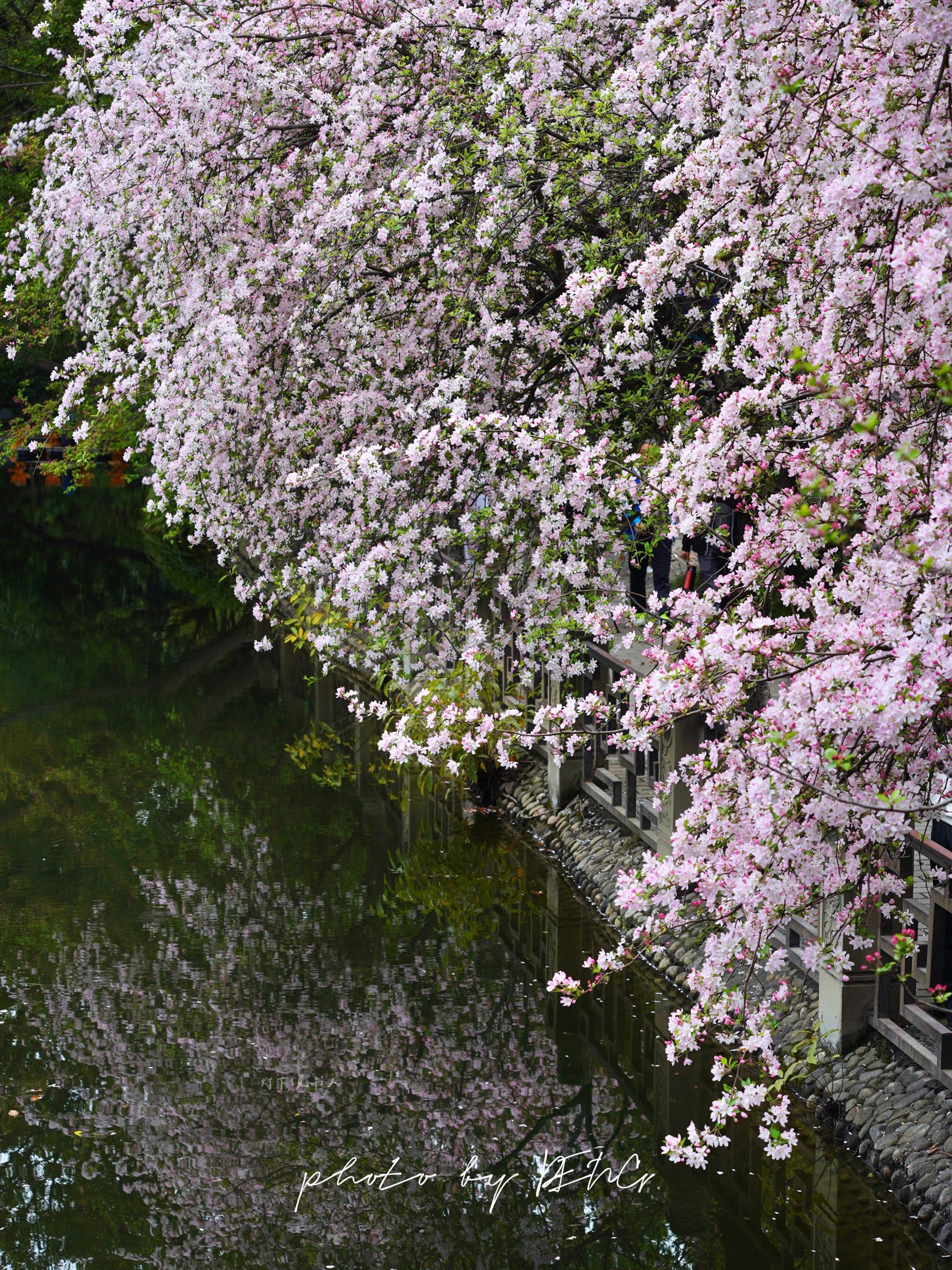 成都赏花:棠湖公园的海棠花真是富贵迷人眼