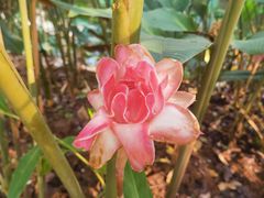 -中国科学院西双版纳热带植物园