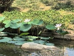 -木塔寺遗址生态公园