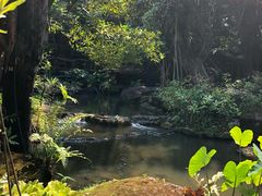 -绿光森林餐厅
