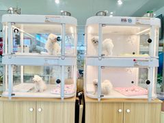 -翊宠yipet猫狗购宠庄园犬舍•猫舍