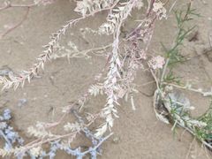 -恩格贝生态旅游区