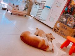 -e嘉宠物店(北大街店)