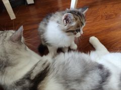 -欣宠猫屋·矮脚拿破仑·蓝金金渐层