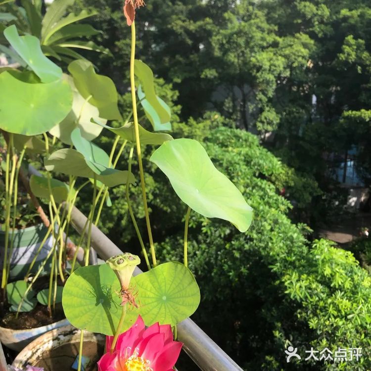 碗莲的简易种植