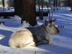 -北极村旅游风景区