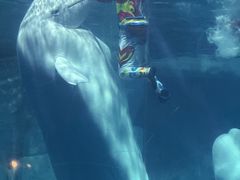 -海合安武汉极地海洋公园