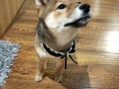 -柴务处·柴犬主题狗咖