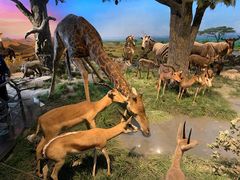 -国家自然博物馆