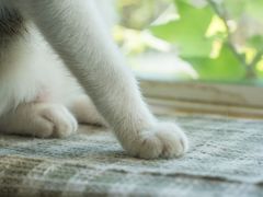 -海边的猫和咖啡馆