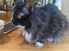 -有猫主题·治愈系猫咖(曾厝垵店)