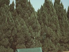 -南沙蒲洲花园