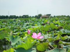 -荷塘月色湿地公园·向阳花洲