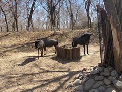 -北京野生动物园