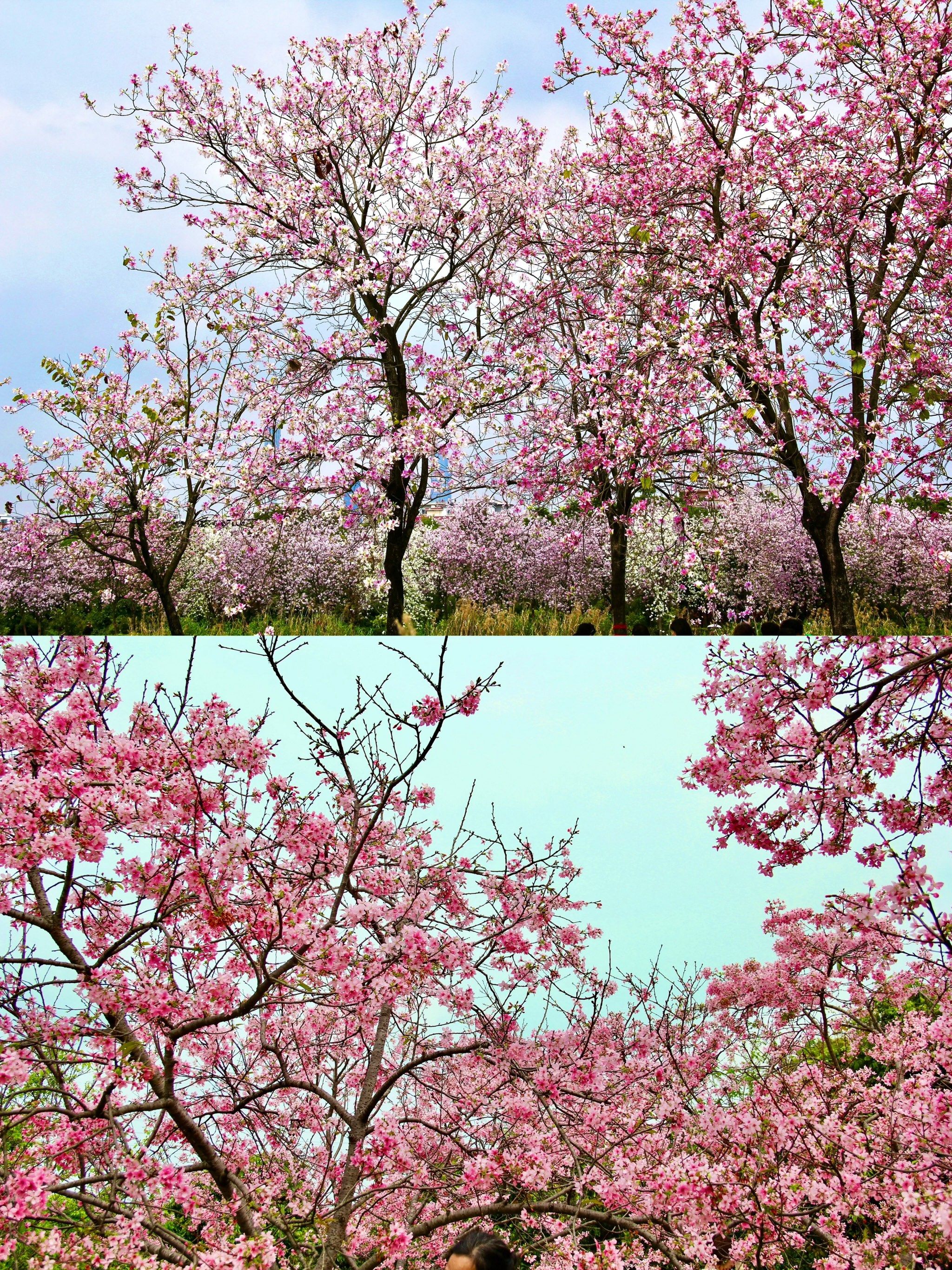 海珠湿地樱花季打卡攻略💯