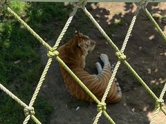 -西霞口神雕山野生动物世界