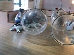 -Husky Go! 哈士奇体验馆·宠物咖啡厅狗咖