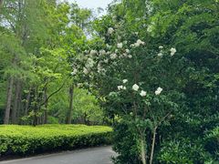 -上海滨江森林公园