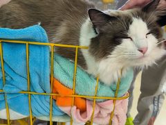 -猫在这儿猫咪咖啡馆·撸猫馆