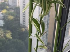 -新湖明珠城