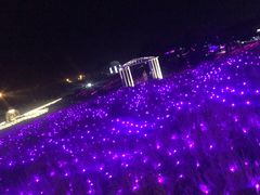 -大塘金香草谷