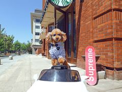 -超宠爱宠物摄影-Super pet