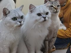 -李小姐の猫咖啡馆(五角场店)