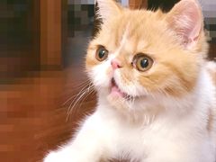 -十年猫舍·猫咪专门店(普陀店)
