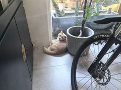 -伟伟宠物医院·CT影像中心·瑞派犬猫综合性门诊(汉口总院)