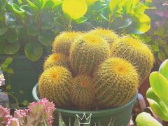 -IFIF 如果花園(宽厚里店)